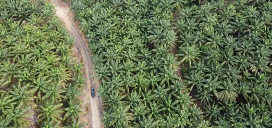 Drone view of an oil palm plantation