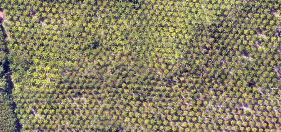 Satellite view of an oil palm plantation